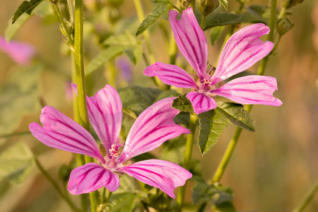 Wilde Malve (Malva sylvestris) [3]